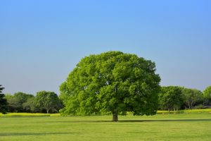 心理検査を紹介～バウムテスト～ | 医療法人社団 平成医会